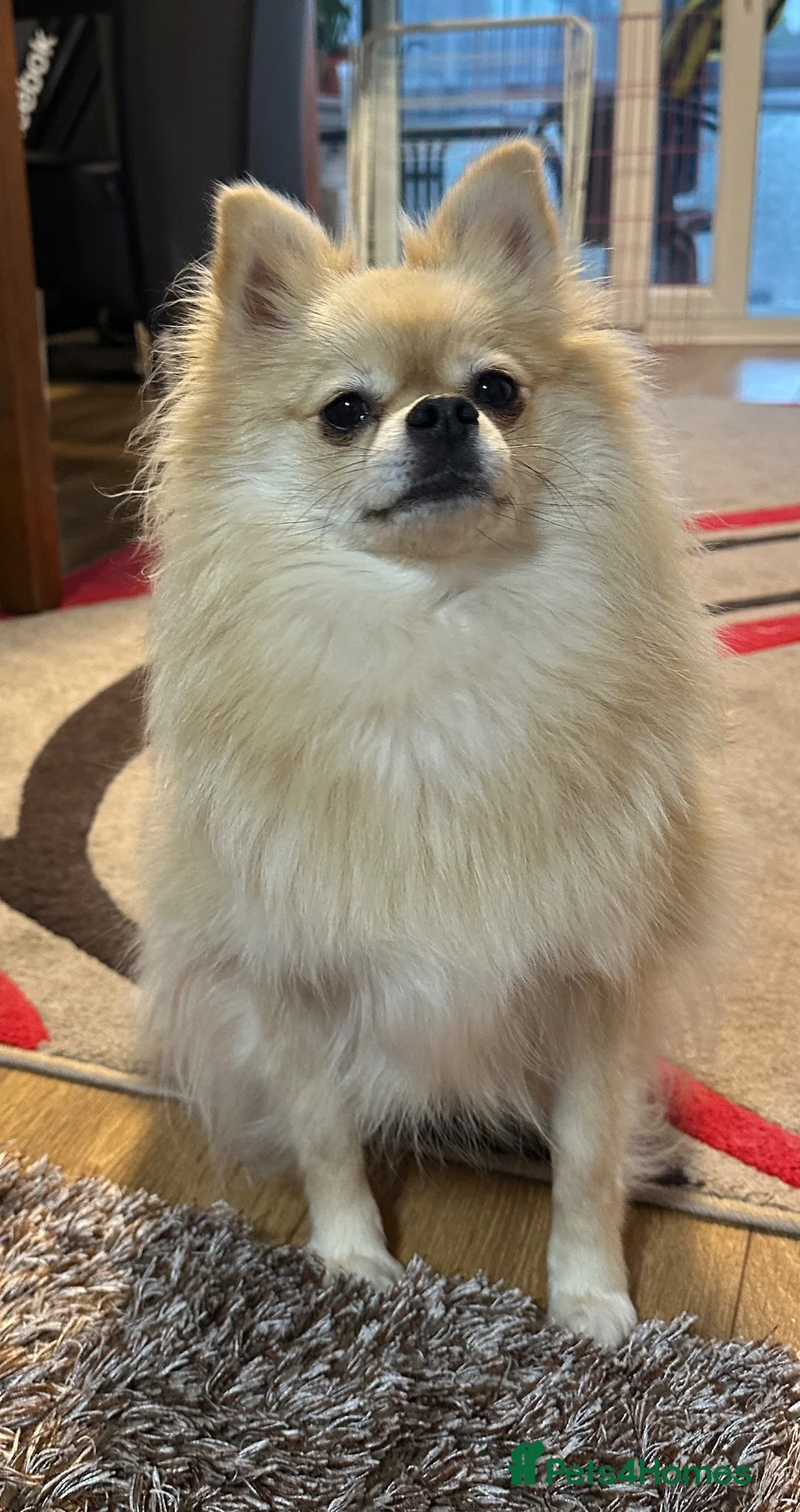 Mixed Breed dogs for sale: Beautiful Female Pomoranian in Eastbourne - Advert 1