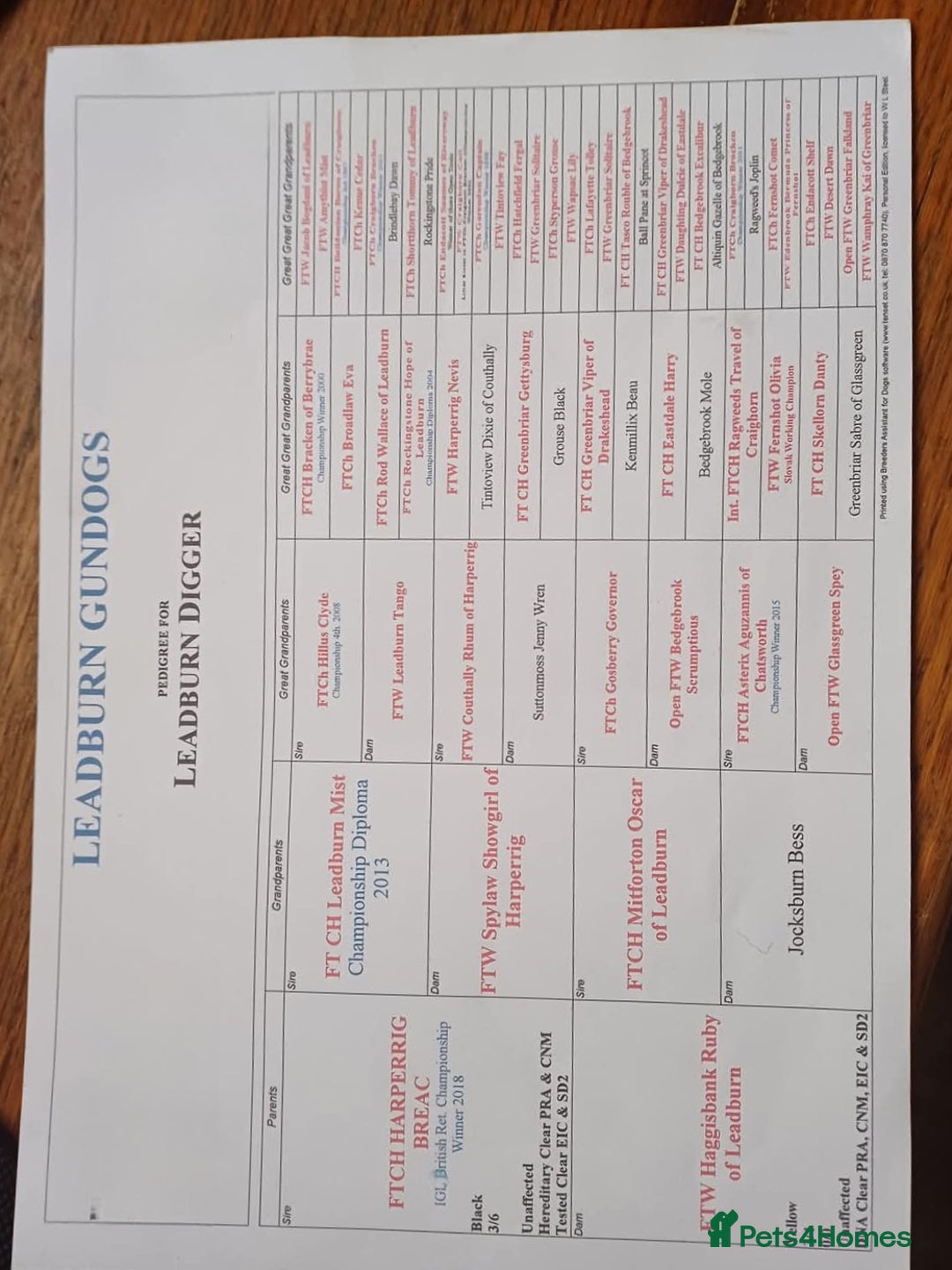 Labrador Retriever dogs for stud: Standing at Stud.  - Advert 6