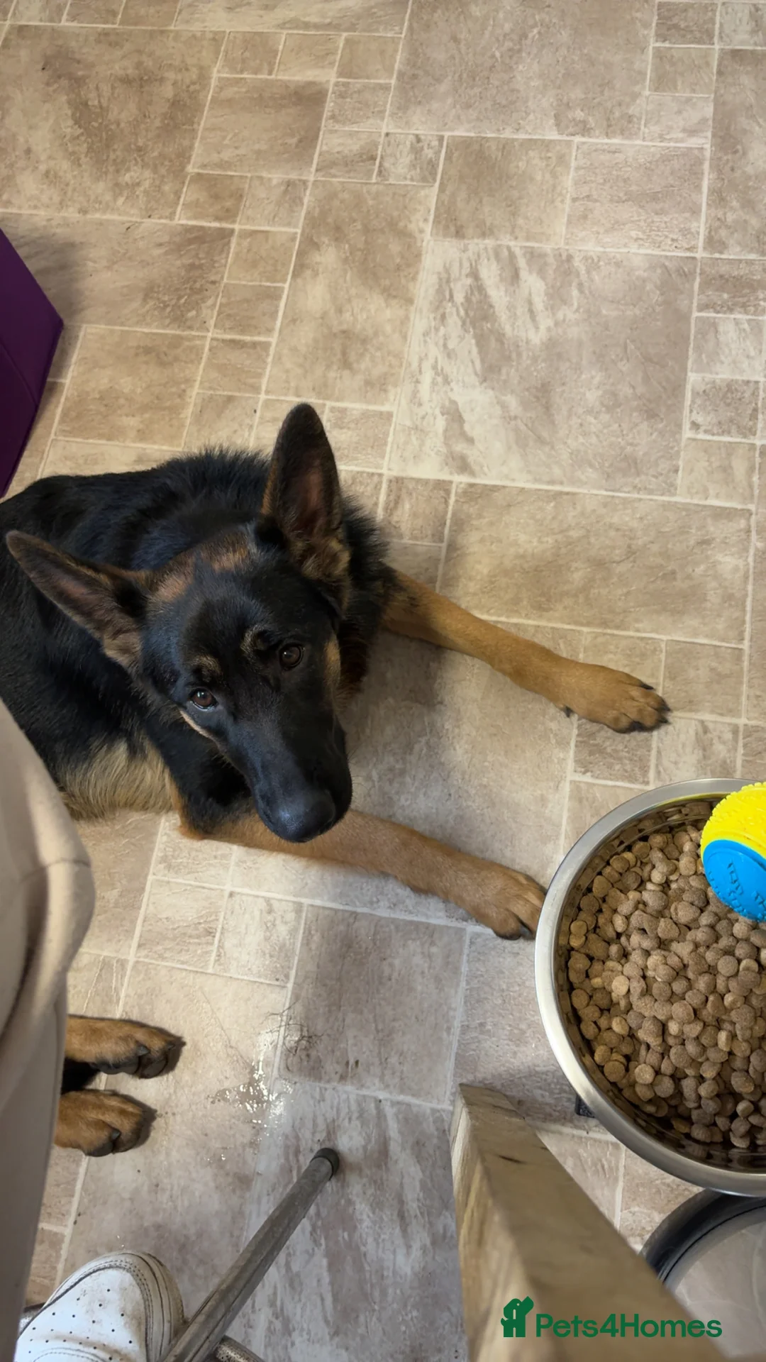 German Shepherd dogs for sale: German shepherd  - Advert 2