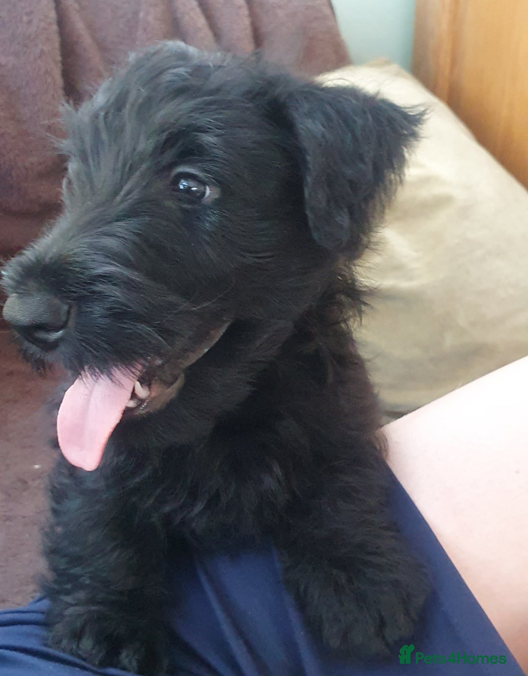 Scottish Terrier dogs for sale: Girl KC Reg vWD/CMO Clear Scottish Terrier Puppy  - Image 5