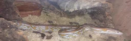 Corn Snake reptiles for sale: 5 year old Cornsnake with full settup - Advert 2