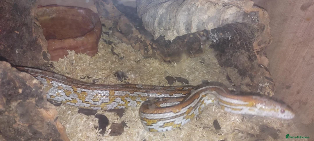 Corn Snake reptiles for sale: 5 year old Cornsnake with full settup - Advert 2