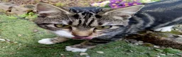 Mixed Breed cats for sale: Keetah – Energetic, Loving 1.5yr Small Female - Advert 8