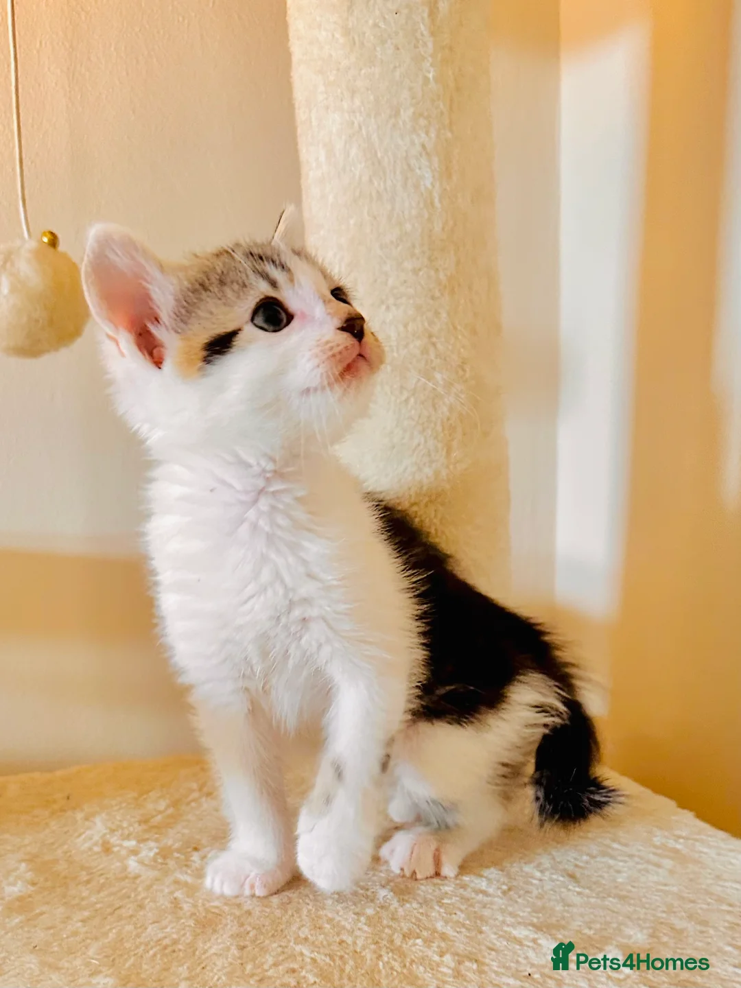 Domestic Shorthair cats for sale: 4 gorgeous kittens and mother - Advert 1