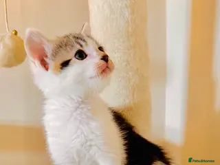 Domestic Shorthair cats 4 gorgeous kittens and mother - Advert 2