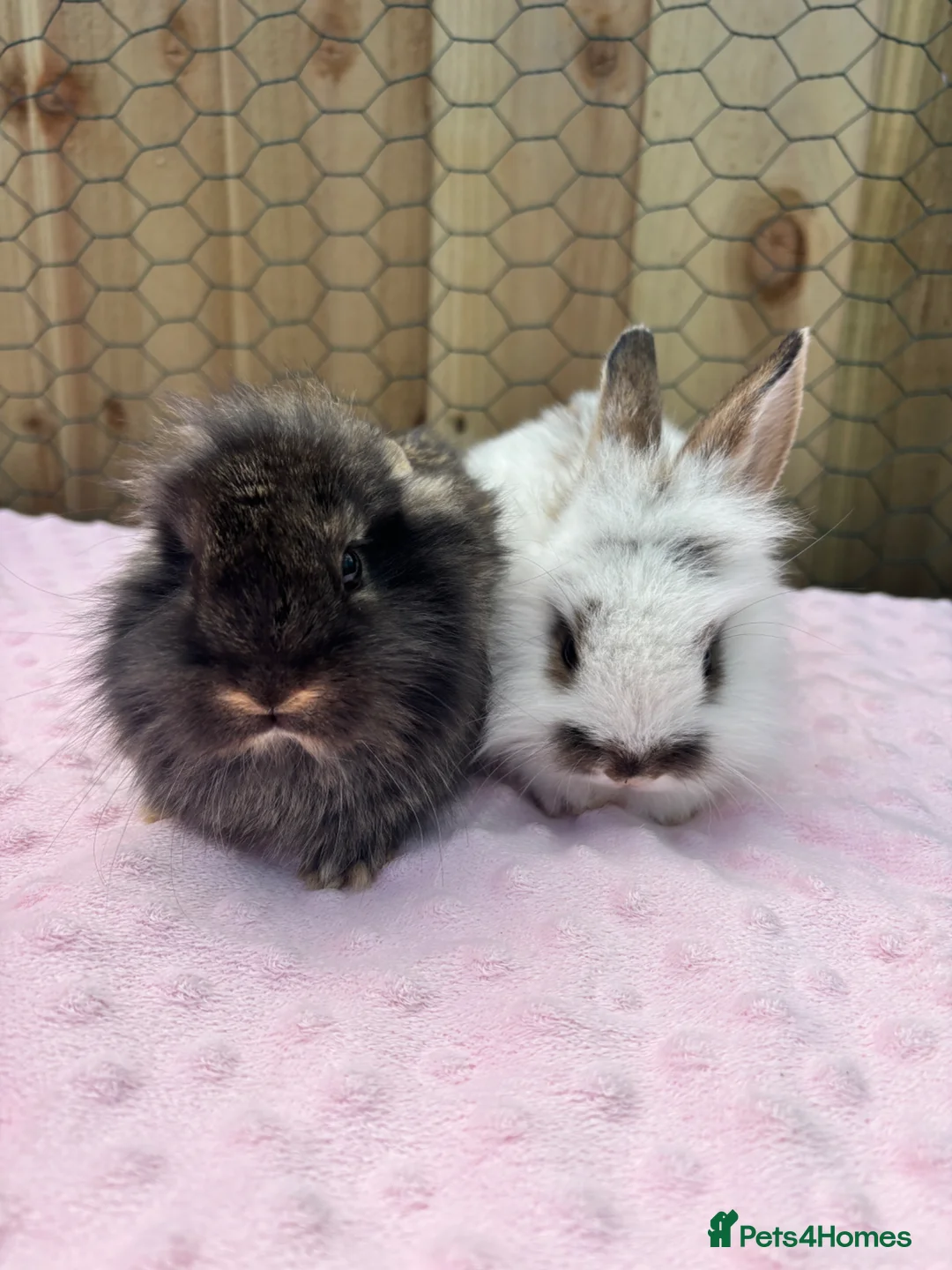 Mixed Breed rabbits for sale: 13 baby bunnies boys and girls £50 each lop/teddy - Advert 2