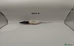 Rat rodents for sale: NOV: 18 Rats For Sale - Advert 10