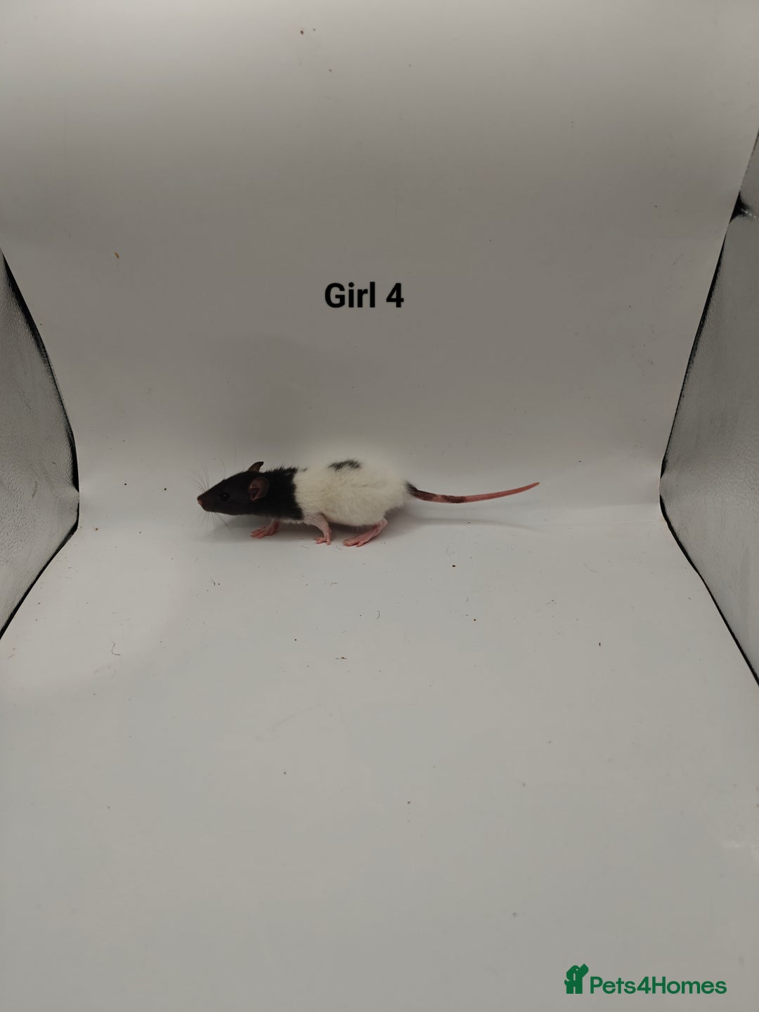 Rat rodents for sale: NOV: 18 Rats For Sale - Advert 10