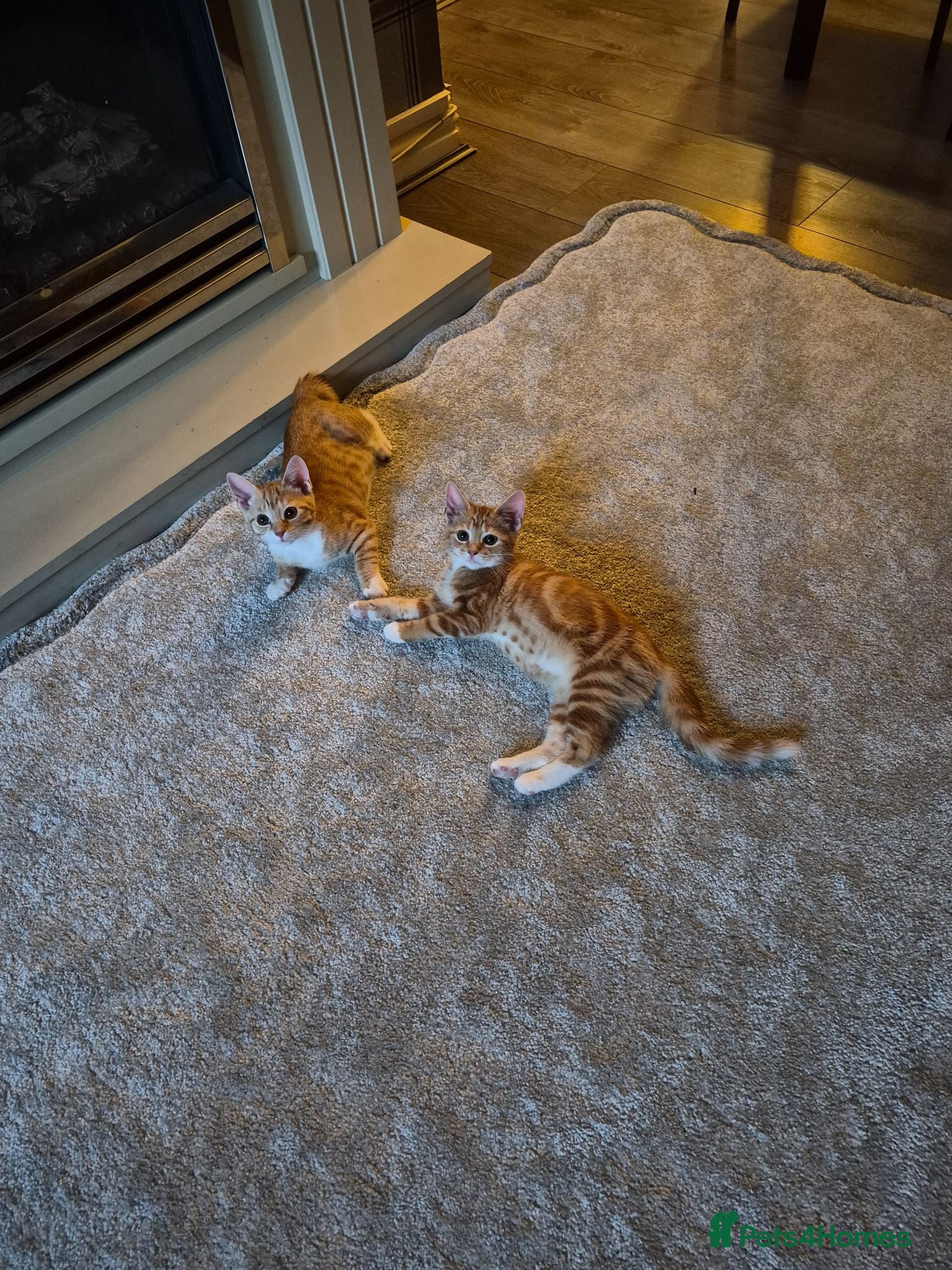Mixed Breed cats Ginger female kittens - Advert 6