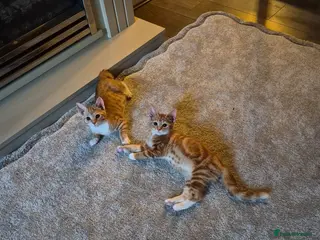 Mixed Breed cats Ginger female kittens - Advert 6