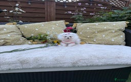 Pomeranian dogs for sale: KC White Pomeranian polar bears 🐻‍❄️  - Image 8