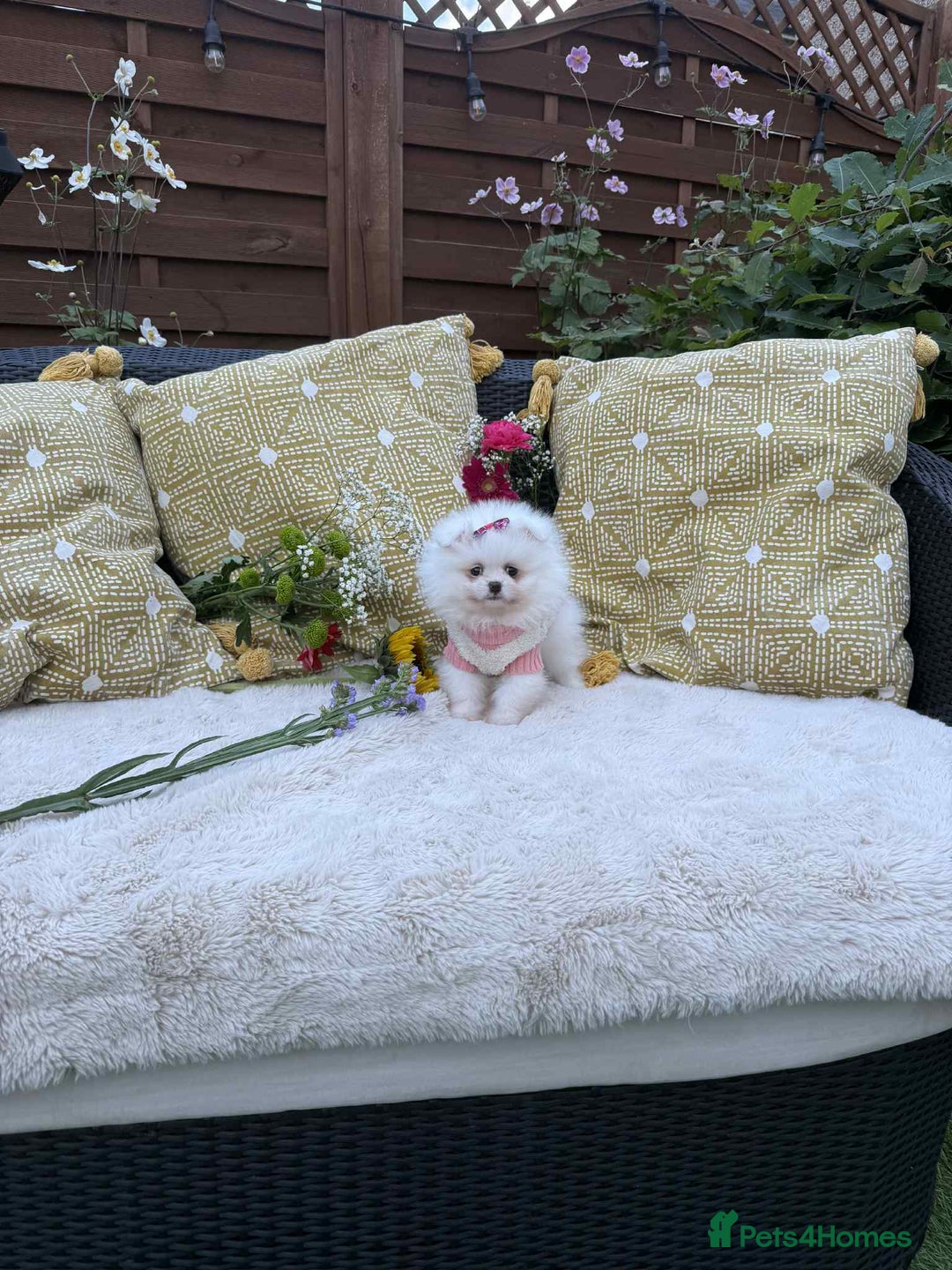 Pomeranian dogs for sale: KC White Pomeranian polar bears 🐻‍❄️  - Image 8