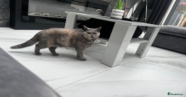 British Shorthair cats - Advert 3