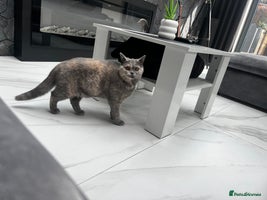 British Shorthair cats - Advert 12