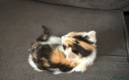 American Shorthair cats for sale: Smart stunning mixed colour kittens  - Image 4