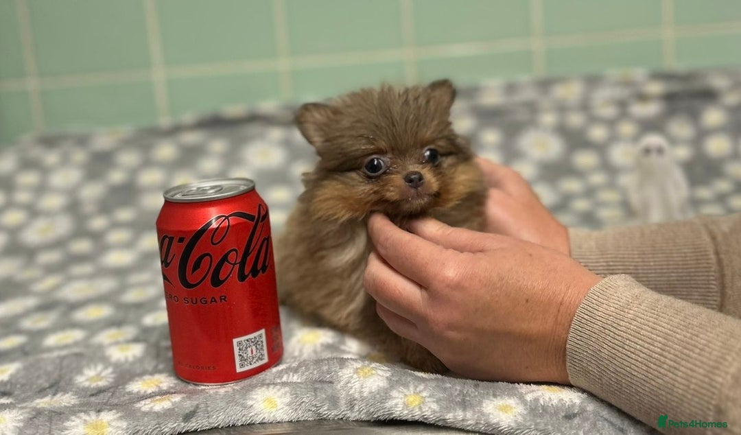 Pomeranian dogs for sale: Beautiful Pomeranian puppies  - Image 10