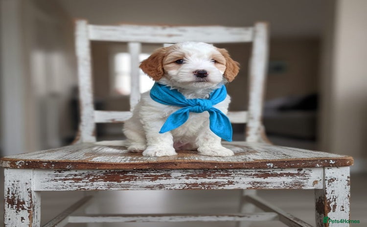 Double Doodle dogs Parti Double Doodles🐾  - Advert 9