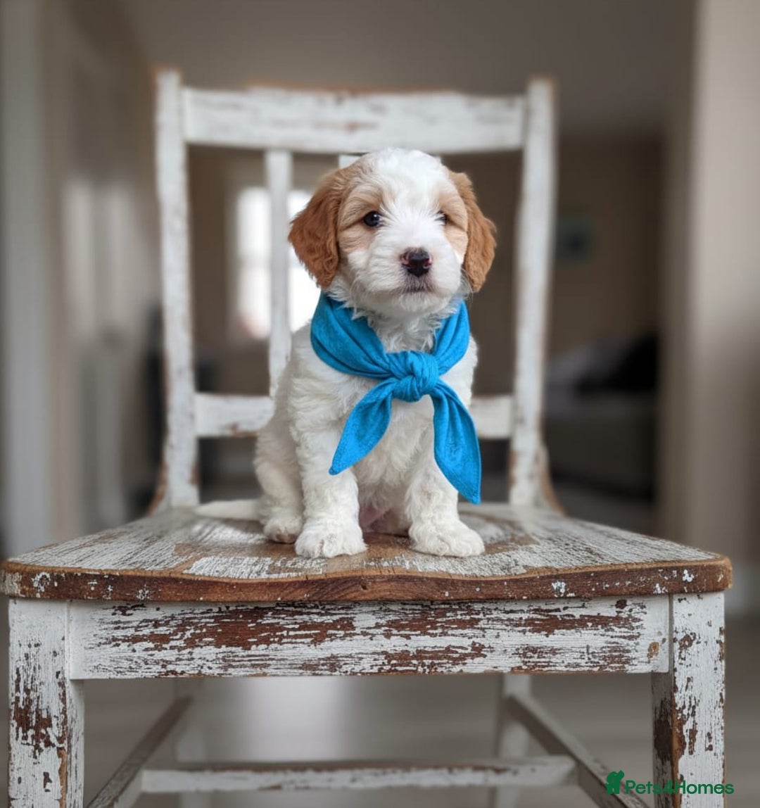 Double Doodle dogs for sale: Parti Double Doodles🐾  - Advert 1