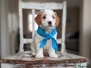 Double Doodle dogs Parti Double Doodles🐾 - Advert 7