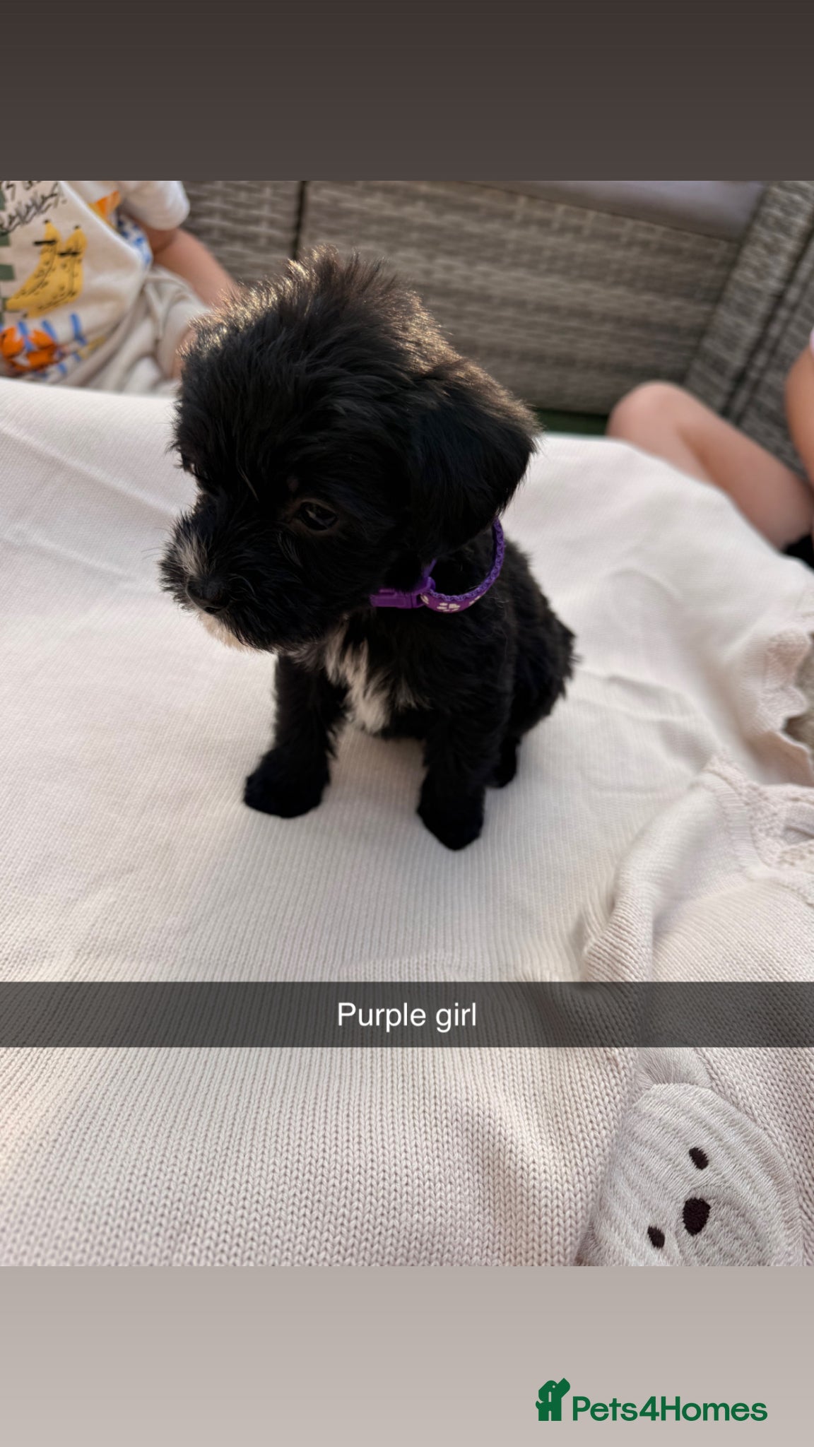 Mixed Breed dogs for sale: Whoodle puppies  - Advert 7