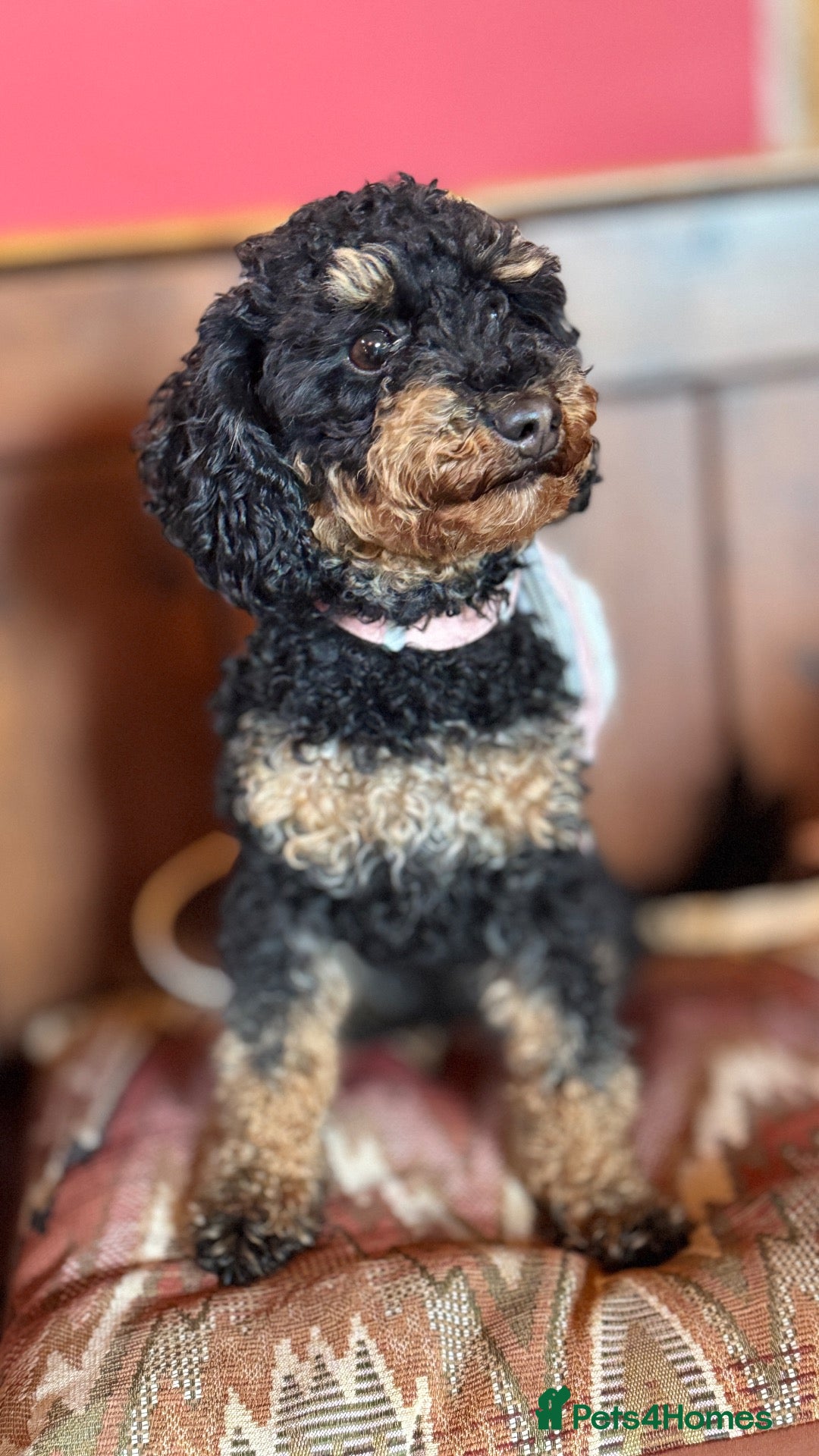 Maltipoo dogs The most adorable Tiny maltipoo puppies - Advert 2