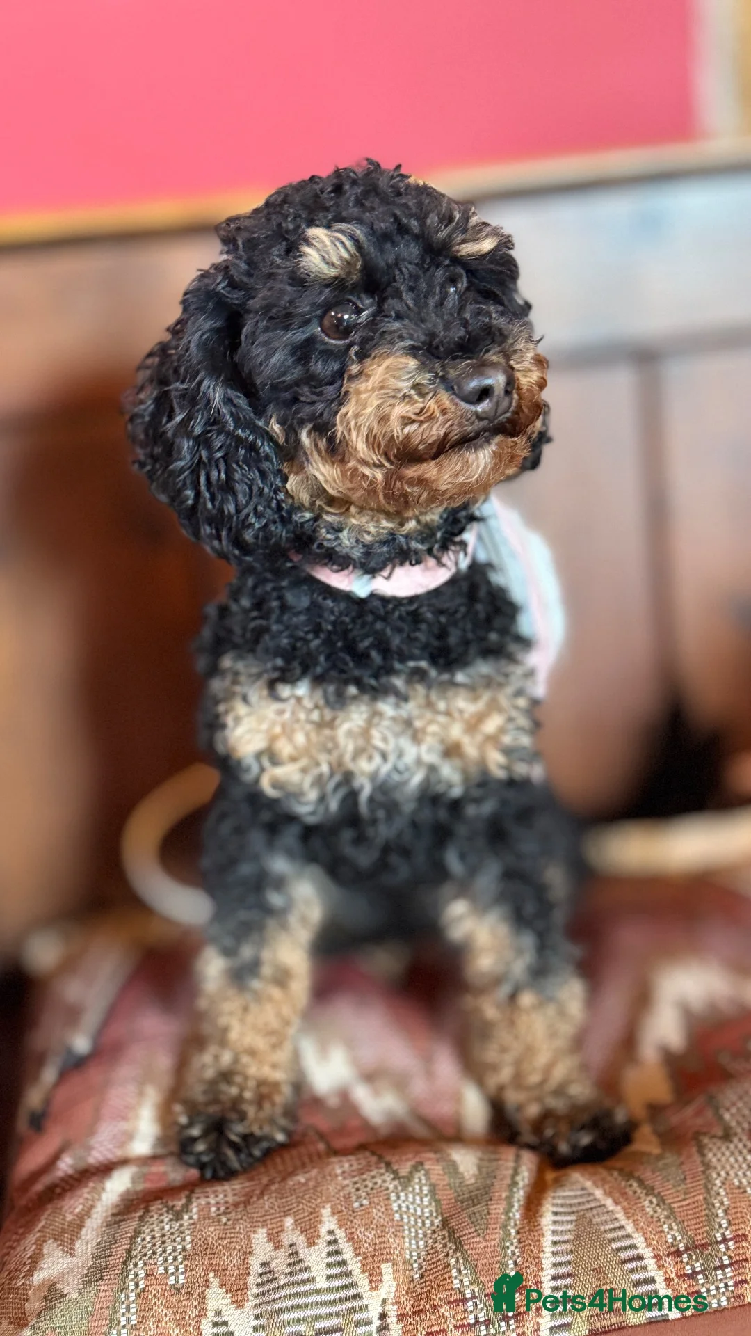 Maltipoo dogs for sale: The most adorable Tiny maltipoo puppies - Advert 2