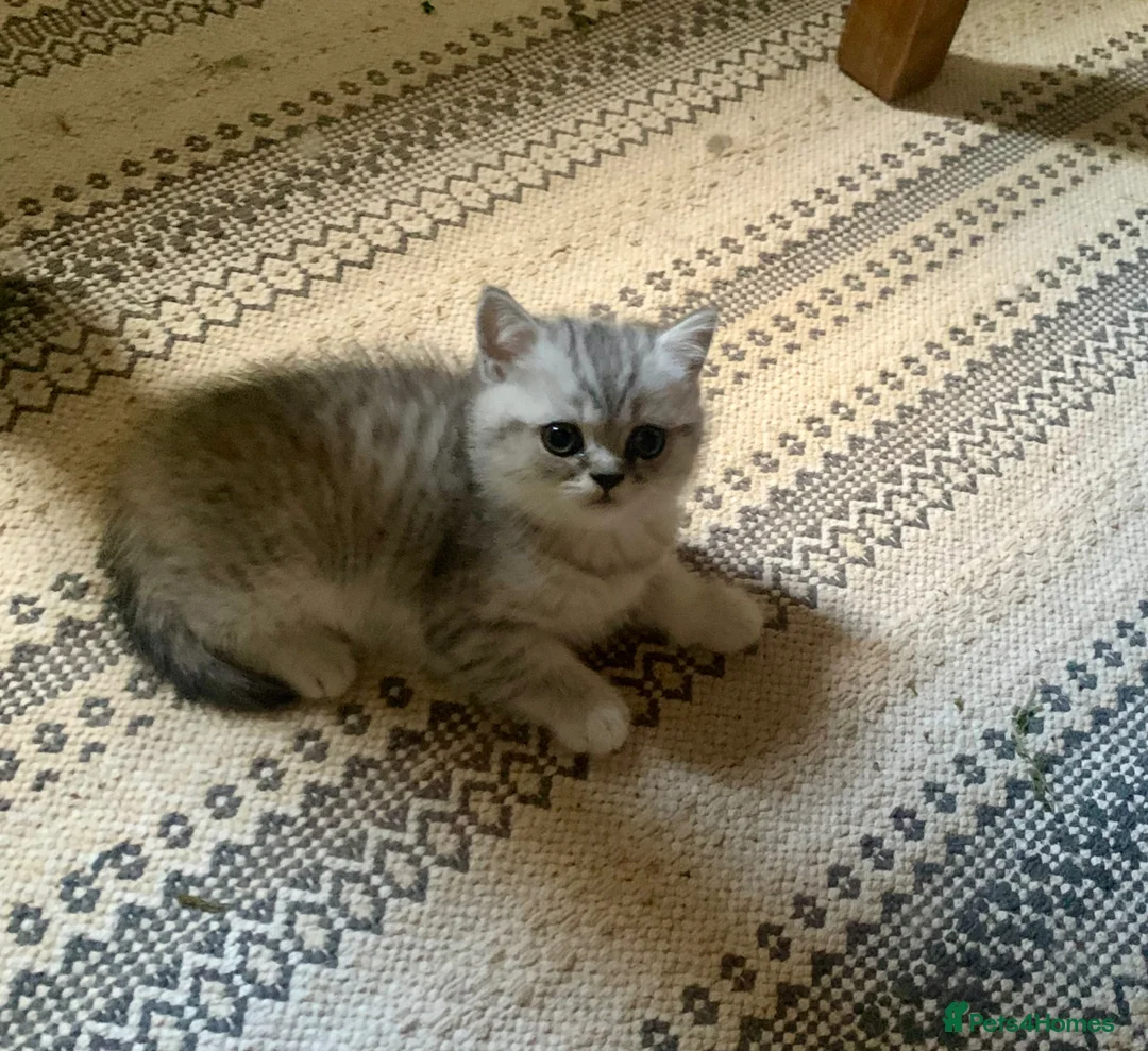 Exotic cats for sale: Exotic kittens  - Advert 2