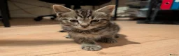 Mixed Breed cats for sale: Stunning Kittens Ready to Leave 30th September - Advert 13