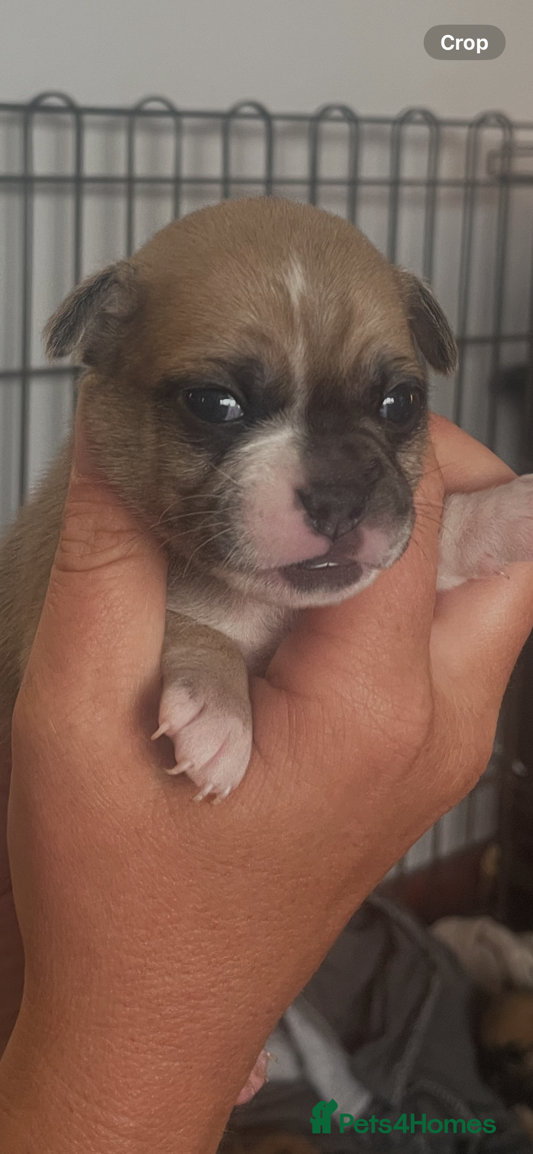 Mixed Breed dogs for sale: PUGAPOO 3 LEFT READY NOW  - Image 14