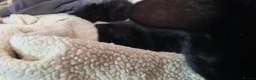 Mixed Breed cats for sale: Beautiful Kittens Looking for Their Forever Homes  - Advert 17
