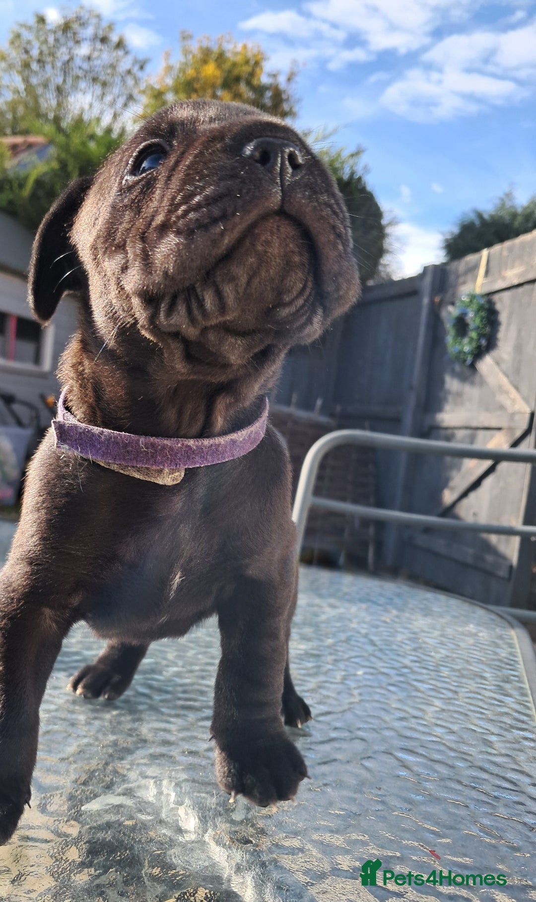 Mixed Breed dogs for sale: Frenchbulldog cross puppies  - Image 16