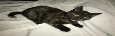Mixed Breed Kitten 2