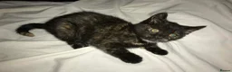 Mixed Breed cats for sale: Kittens for sale 2 Female in Sutton - Advert 6
