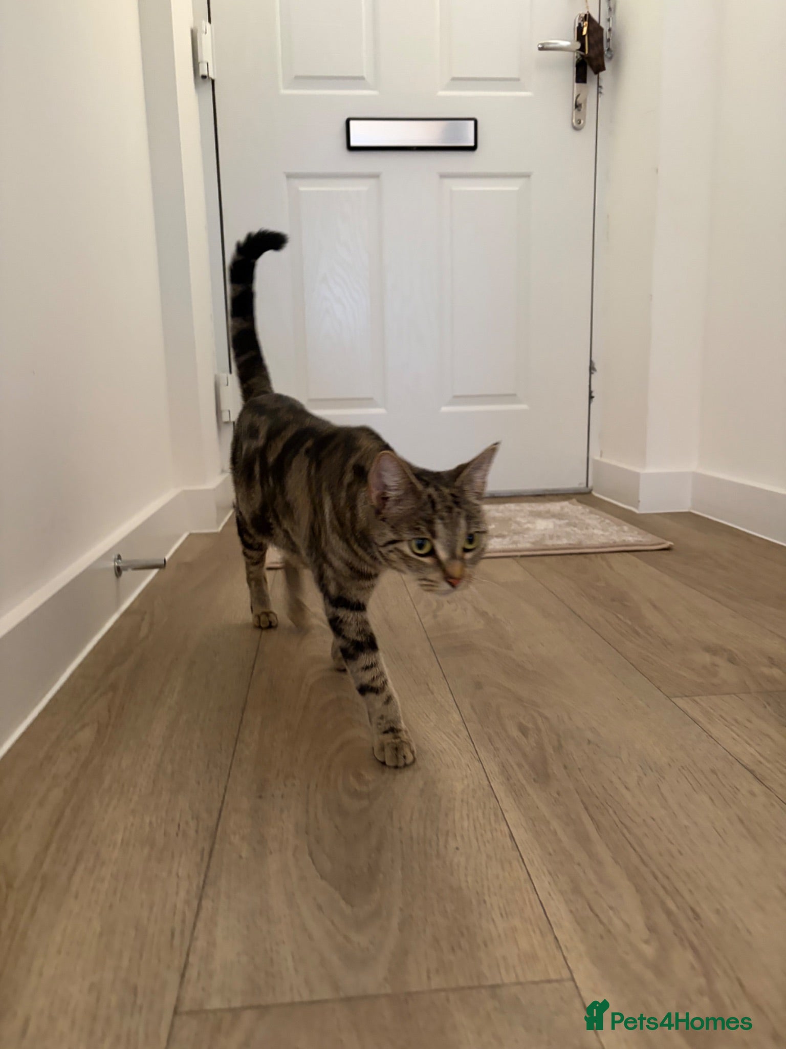 Bengal cats 3 gorgeous kittens for sale  - Advert 1