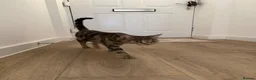 Bengal cats for sale: 3 gorgeous kittens for sale  in Southampton - Advert 1