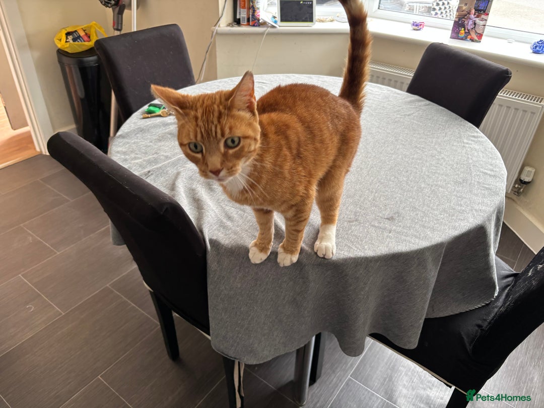 Domestic Shorthair cats for sale: Looking for a loving home  - Image 5