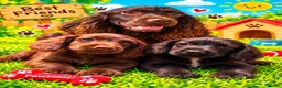 Cocker Spaniel dogs for sale: 2 stunning cocker spaniel brother pups available  in Southampton - Advert 1