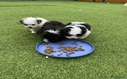 Mixed Breed dogs for sale: Bichon Maltese mix  - Advert 4