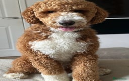 Australian Labradoodle dogs for sale: READY NOW! Stunning Lab x Australian Labradoodles - Image 25