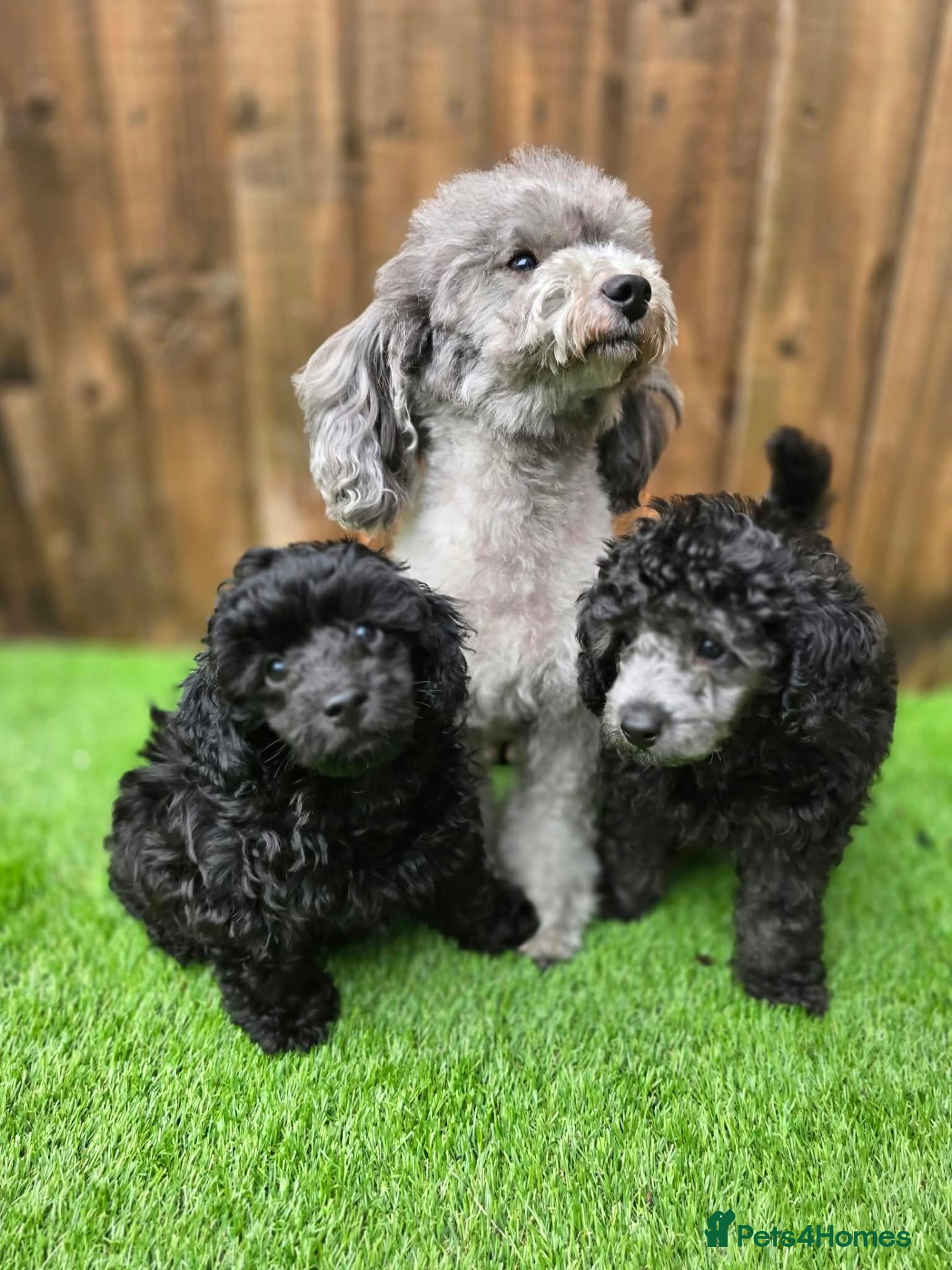 Toy Poodle dogs Silver and Blue toy poodle  (READ DESCRIPTION) - Advert 1