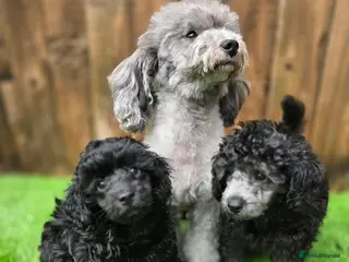 Toy Poodle dogs Silver and Blue toy poodle (READ DESCRIPTION) - Advert 15