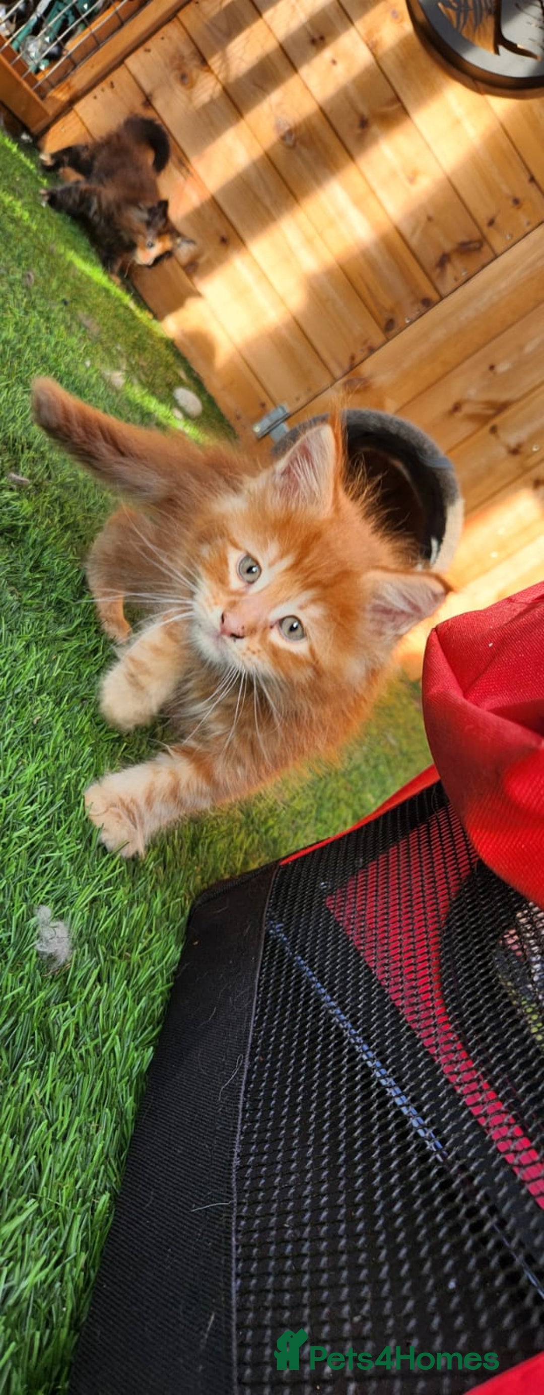 Maine Coon cats for sale: Big maine coon kittens  - Image 25