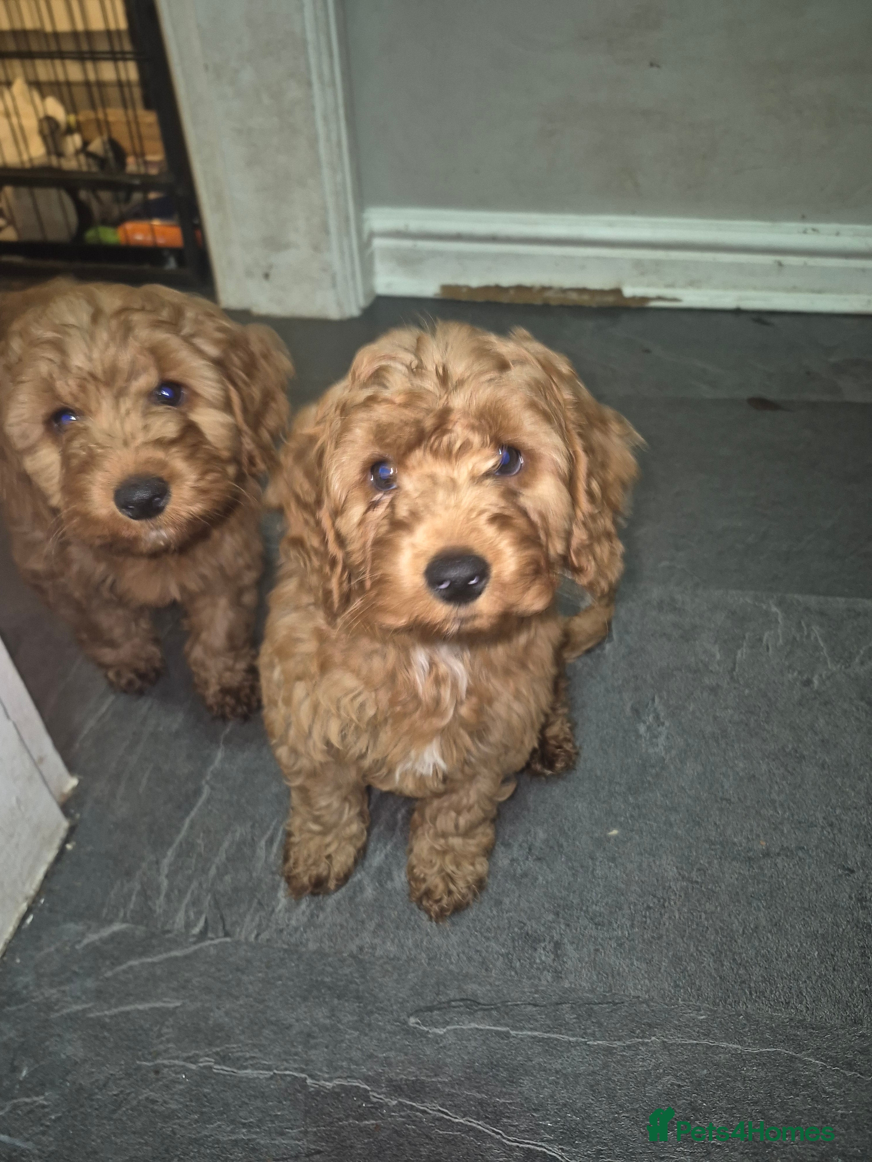 Cockapoo dogs Adorable fox red f1 miniature cockapoo puppies - Advert 13