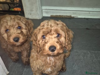 Cockapoo dogs Adorable fox red f1 miniature cockapoo puppies - Advert 3
