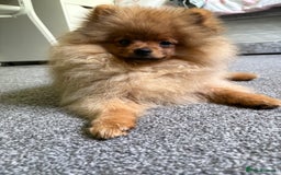 Pomeranian dogs for sale: 6 month old pomeranian  - Image 7