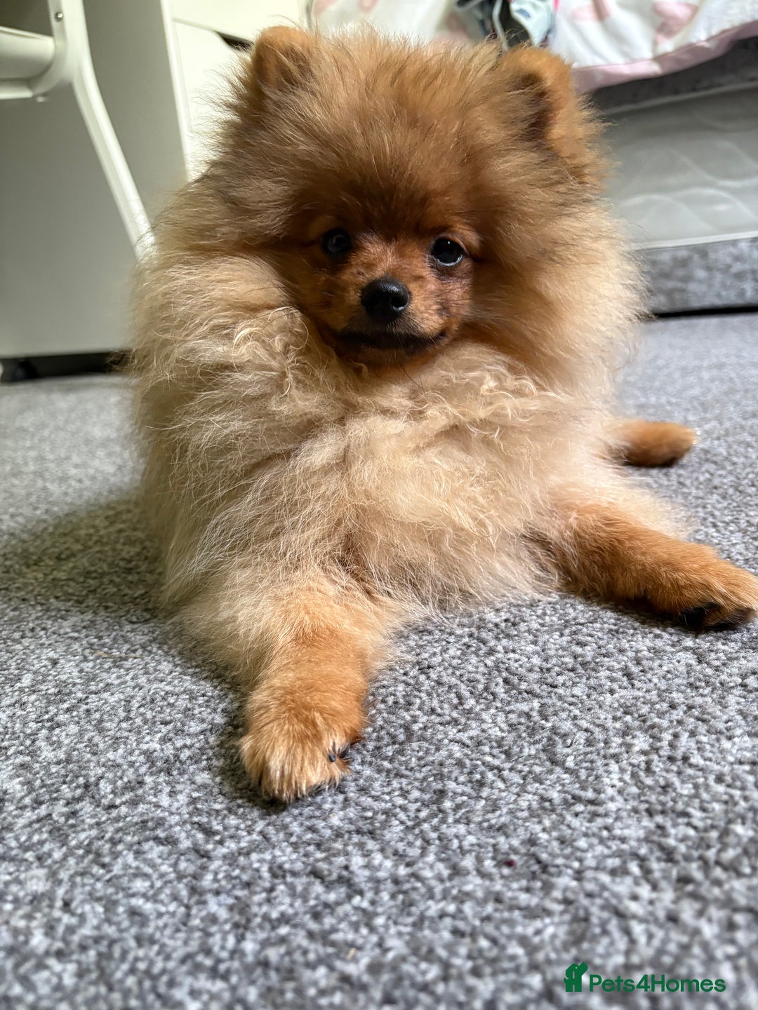 Pomeranian dogs for sale: 6 month old pomeranian  - Image 7