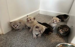 Bengal cats for sale: Snow bengal and charcoal bengal X - Image 3