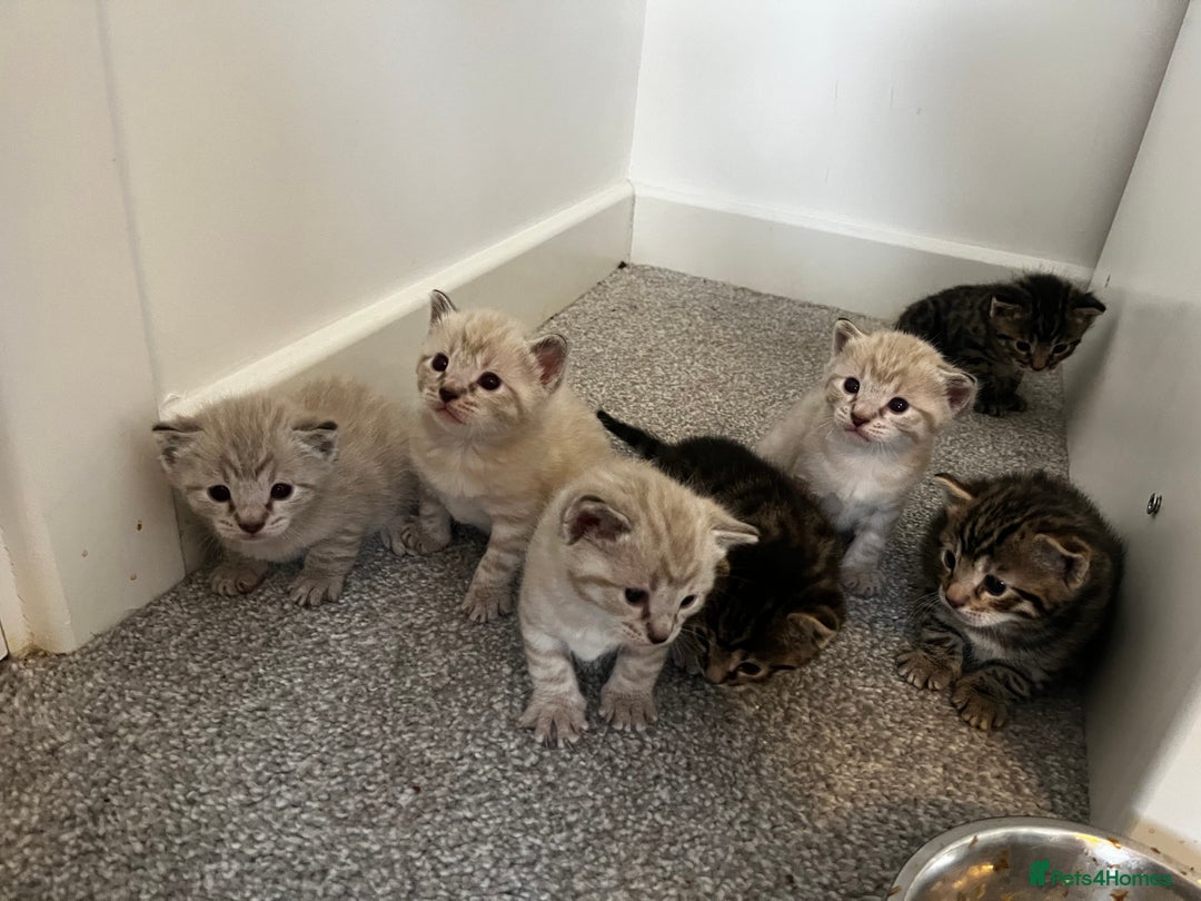 Bengal cats for sale: Snow bengal and charcoal bengal X - Image 3