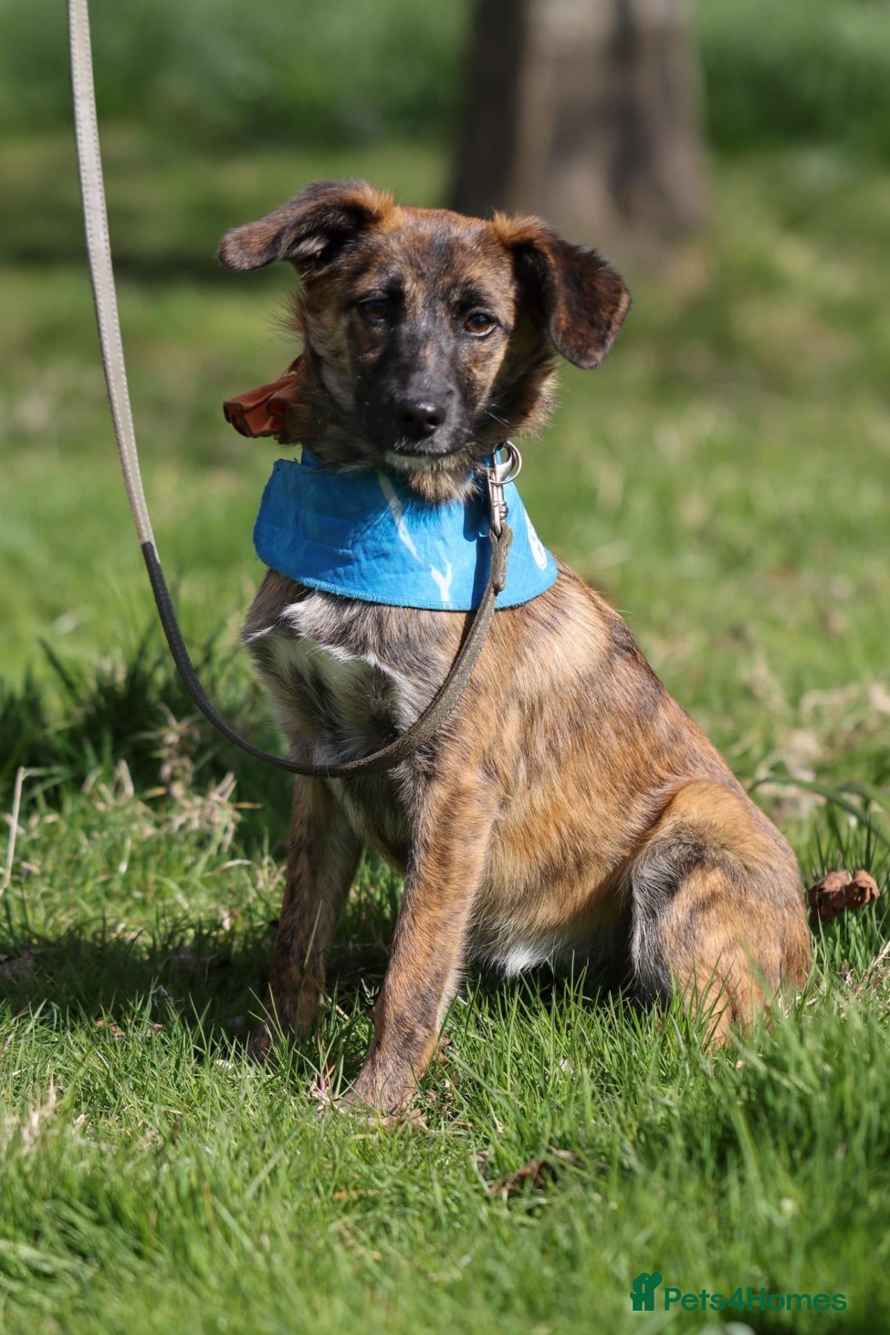 Mixed Breed dogs 🐾 Tigra: Gentle, & Searching for a loving Home - Advert 2