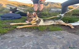 German Shepherd dogs for sale: Nala German shepherd dog - Image 1